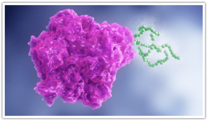 ADYNOVATE® [Antihemophilic Factor (Recombinant), PEGylated] molecule including PEG attachment.