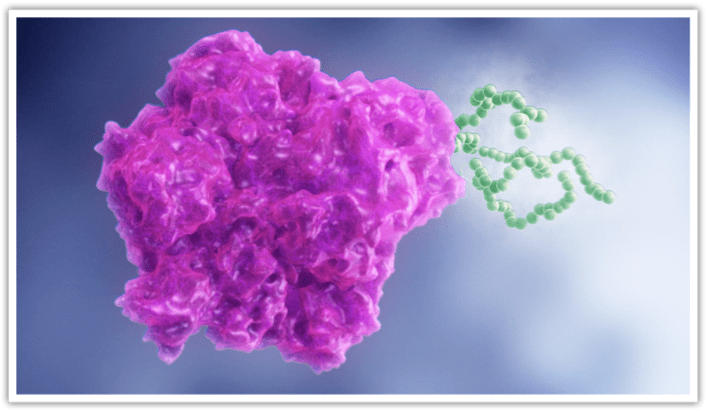 ADYNOVATE&#174; [Antihemophilic Factor (Recombinant), PEGylated] molecule including PEG attachment.